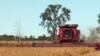 南达科他州的一个农户在收割大豆（资料图）