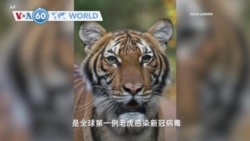 VOA國際60秒(粵語): 2020年4月6日