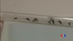 2016-08-10 美國之音視頻新聞: 美國德州一名嬰孩死於寨卡病毒