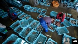 ​ແມ່​ຄ້າ​ໃນ​ທ້ອງ​ຖິ່ນ​ຈັດ​ປະ​ເພດ​ປາ​ໃນ​ລະ​ຫວ່າງ​ການ​ປະ​ມູນ​ຕອນ​ເຊົ້າ ຢູ່​ທ່າ​ເຮືອ ຮິ​ຊາ​ໂນະ​ຮາ​ມະ, ແຂວງ ອິ​ວະ​ກິ, 19 ຕຸ​ລາ 2023.