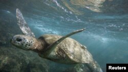 帕帕哈諾莫庫阿克阿海洋生命保護地內的海龜