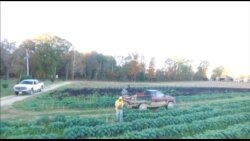 从南瓜到热汤 美国餐馆就地取材