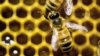 Study: Health Risks Greater for Honeybees in Urban Hives