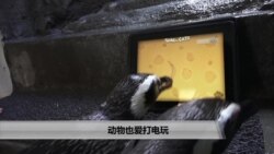 美国万花筒:动物也爱打电玩