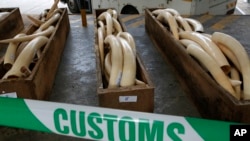 香港海關截獲的非法走私象牙（美聯社）