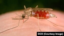 Malaria