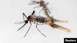 ​ໂຕ​ຍຸງ​ກຳ​ລັງ​ຖືກກວດ​ສອບ​ຢູ່​ໃນ​ຫ້ອງ​ທົດ​ລອງ​ຂອງ​ພະ​ແນກ​ການ​ສຶກ​ສາ​ແມງ​ໄມ້, ນະ​ຄອນຫຼວງ ກົວ​ເຕ​ມາ​ລາ ຊີ​ຕີ້, ປະ​ເທດ ກົວ​ເຕ​ມາ​ລາ, 22 ກໍ​ລະ​ກົດ 2024.