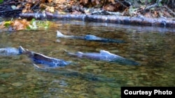 加州的切奴克鲑鱼洄游产卵（美国鱼类和野生动物局网页图片）