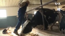 美国奶农倾倒牛奶背后的辛酸