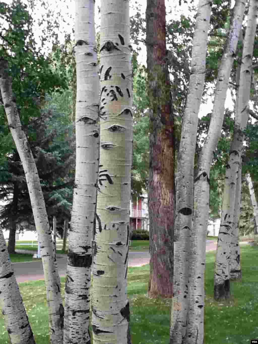 白杨树上的&ldquo;眼睛&rdquo;（美国之音宁馨拍摄）