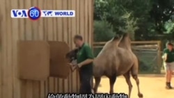 VOA國際60秒(粵語): 2013年08月23日 