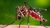 FILE - This photo from the Centers for Disease Control and Prevention shows a female Aedes aegypti mosquito.