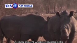 VOA國際60秒(粵語): 2013年10月02日 