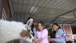 改变孩子生命的温柔的谷仓