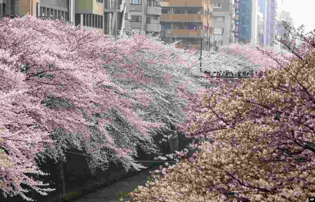 东京，4月，樱花；小桥，流水，人家。美景惹得游人醉。