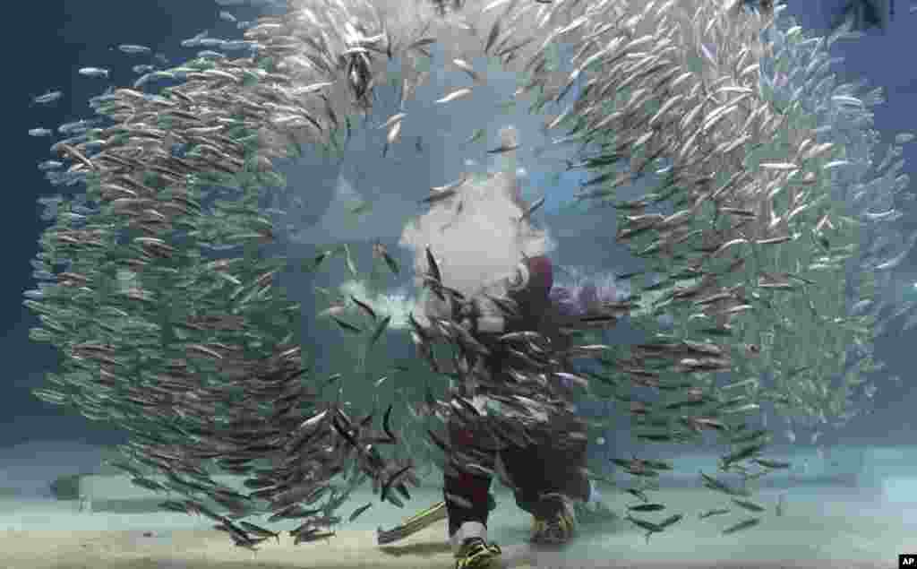 韩国首尔Coex水族馆庆祝即将到来的圣诞节，穿着圣诞老人服装的潜水员与沙丁鱼一起表演。（2017年12月10日）