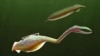 This is how the 300 Million - year - old Tully Monster might have looked (Sean McMahon/Yale University).