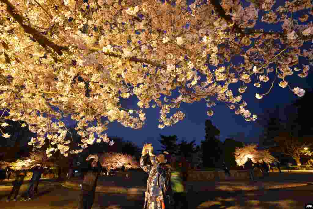 2018年4月12日夜晚，游客在中国山东省青岛的中山公园拍摄樱花照片。套用中国古诗来说，&ldquo;只恐夜深花睡去&rdquo;，故用手机留芳菲？