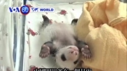 VOA國際60秒(粵語): 2013年7月24日 