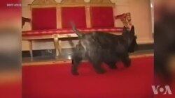 那些和主人一起住在白宫的宠物们