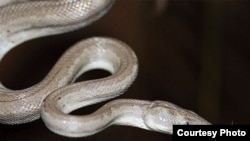 A close up of the new Conception Bank silver boa. Photo Credit: Graham Reynolds