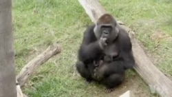 加州动物园大猩猩喜得幼子