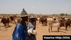 Fulani makiyaya da shanunsu