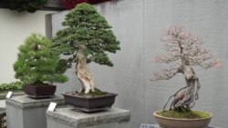 《百样人生》：美国植物园里的盆栽艺术