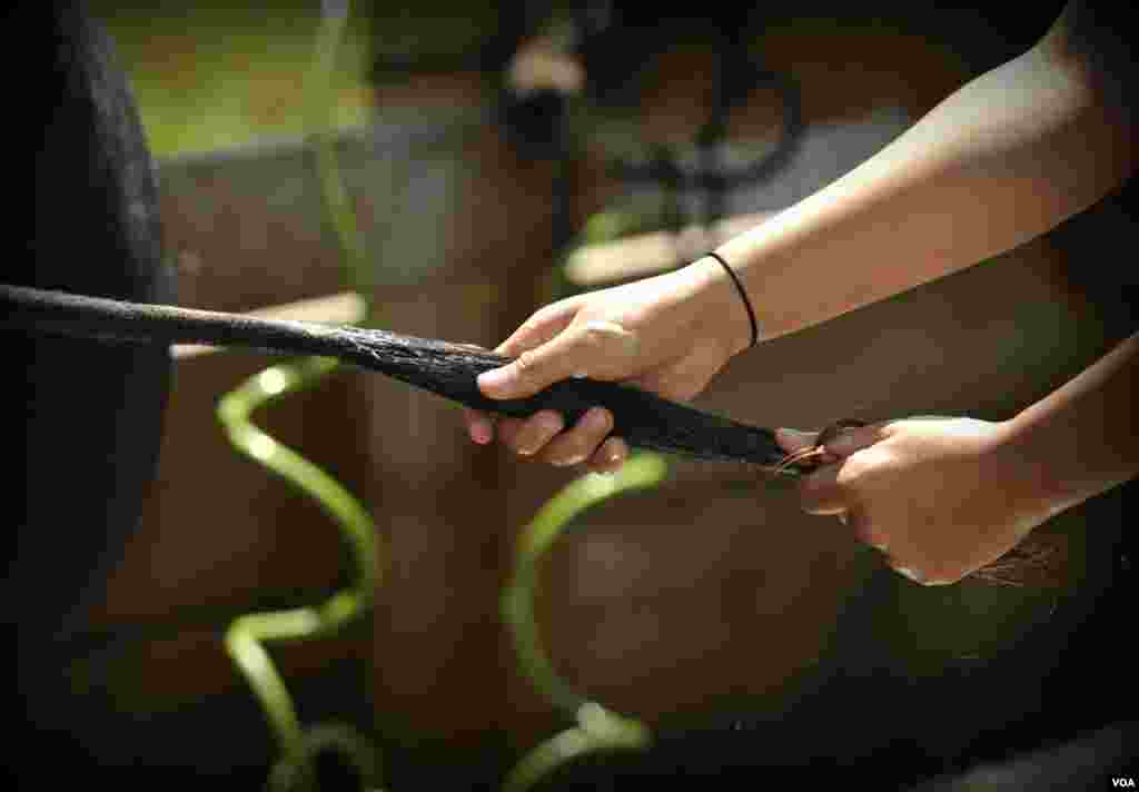 Как корове хвост накрутить