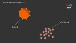 អ្នកវិទ្យាសាស្ត្រ​ពិនិត្យ​មើល​ប្រព័ន្ធ​ការពារ​រាងកាយ​របស់​មនុស្ស ​ដើម្បី​រក​វិធី​ប្រយុទ្ធ​នឹង​ជំងឺ​កូវីដ១៩