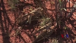 数学模型或可用来控制蝗害