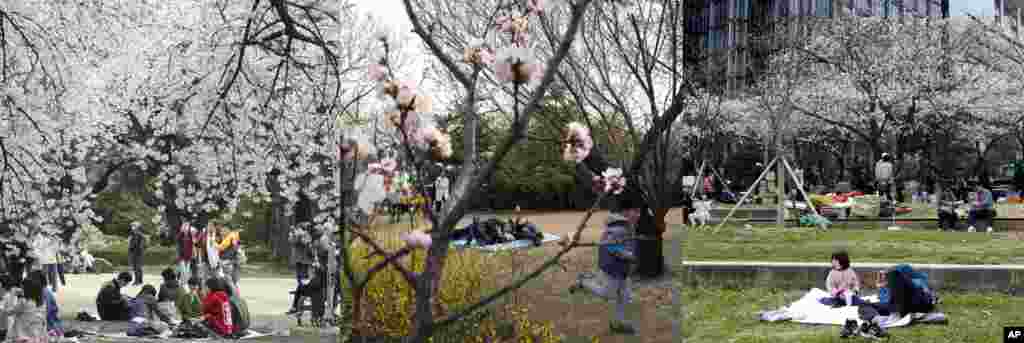 左图：东京人聚集樱树林。中图：在北京玉渊潭公园樱花节，男子躺卧，儿童奔跑。右图： 首尔人在樱花树下悠然自得