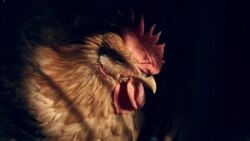 ລາຍການກະຈາຍສຽງຂອງວີໂອເອ ລາວ: ກຸ່ມຮາມາສຈະເປີດຊື່ໂຕປະກັນອິສຣາແອລ 3 ຄົນ ເພື່ອປ່ອຍໂຕໃນທ້າຍອາທິດນີ້.