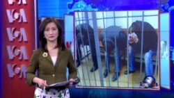 VOA连线：车臣嫌疑人坦承杀害反对派领导人涅姆佐夫