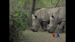 南非保育人士将犀牛角灌毒以拯救犀牛