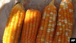 反对基因改良物种的人起诉农业部，认为农业部最近批准的一些作物有可能对有机农田造成污染。