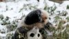 华盛顿动物园的熊猫宝宝在雪地中玩耍（2015年1月27日）
