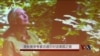 灵长类学家古道尔对话美国之音 赞中美象牙禁令