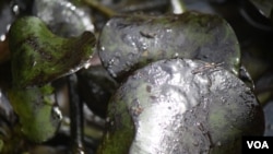 Oil coats plants along the creeks of the Niger Delta. Residents say decades of oil spills have destroyed the rural fishing and farming economies, Niger Delta, November 2012. (H. Murdock/VOA)