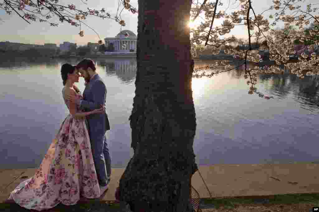 2016年3月24日，32岁的Suzy Dodge和35岁的Justin Cook在华盛顿潮汐湖盛开的樱花下拍摄情侣照。4月8日他们在杰佛逊纪念堂（Jefferson Memorial）举行婚礼。