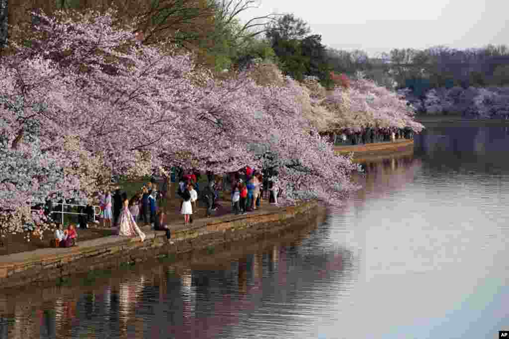 华盛顿春和景明，潮汐湖波澜不惊，樱花时节，日出时分，人们在上下天光中游春（2017年3月24日）。