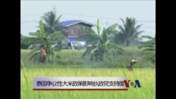 泰国争议性大米政策影响执政党支持度