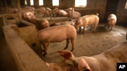 ໃນພາບນີ້ ຖ່າຍເມື່ອວັນທີ 8 ພຶດສະພາ 2019, ໃຫ້ເຫັນຟາມລ້ຽງໝູໃນບ້ານ ປາງເກຊວງ (Panggezhuang) ຢູ່ໃນແຂວງ ເຮີເບ ທາງພາກເໜືອຂອງຈີນ. (AP Photo/Mark Schiefelbein)