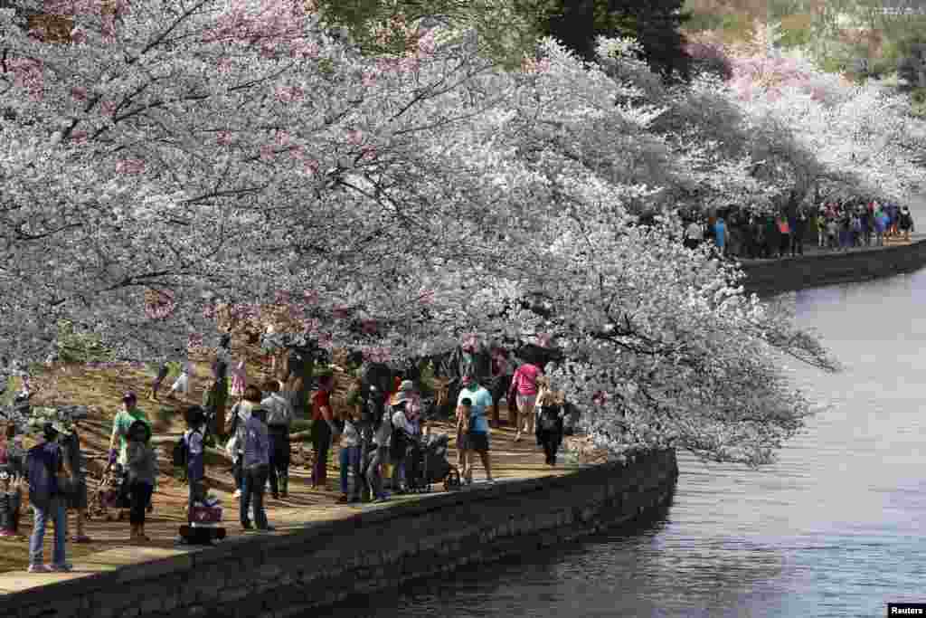 樱花怒放日，游客众多时。