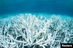 Soortii qurxummiin garba keessaa nyaatu Raaree(Coral) yoo oowwaan gogu akkana jira.