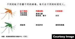 不同的蚊子传播不同的病毒