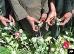 U.S. agriculture aid will offer Afghan farmers alternatives to illegal opium poppies.