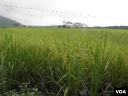 花莲梨山脚下的有机稻田 (美国之音木风拍摄)