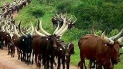 Shanun Fulani Makiyaya