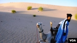 Moussa el Mouctar, an ethnic Tuareg from Timbuktu, with one of his camels, on the outskirts of Timbuktu, Mali, 2011-2012. (Douglas Post Park/Saharan Archaeological Research Association)